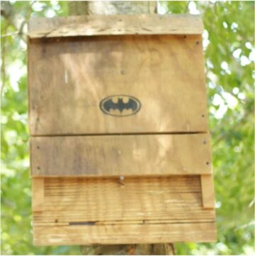 DIY Bat Box Plans